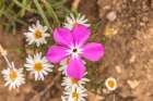 USA, Texas, Guadalupe Mountains National Park. Blooming phlox and heath aster flowers. Art Print